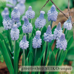 ﾑｽｶﾘ　ｱｽﾞﾚｳﾑ